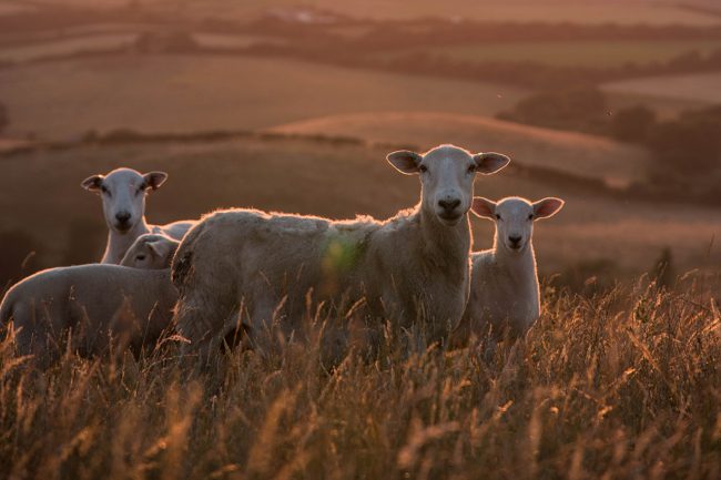 Image of a New Zealand Sheep farm
