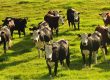 image of a herd of cows on a New Zealand Fam