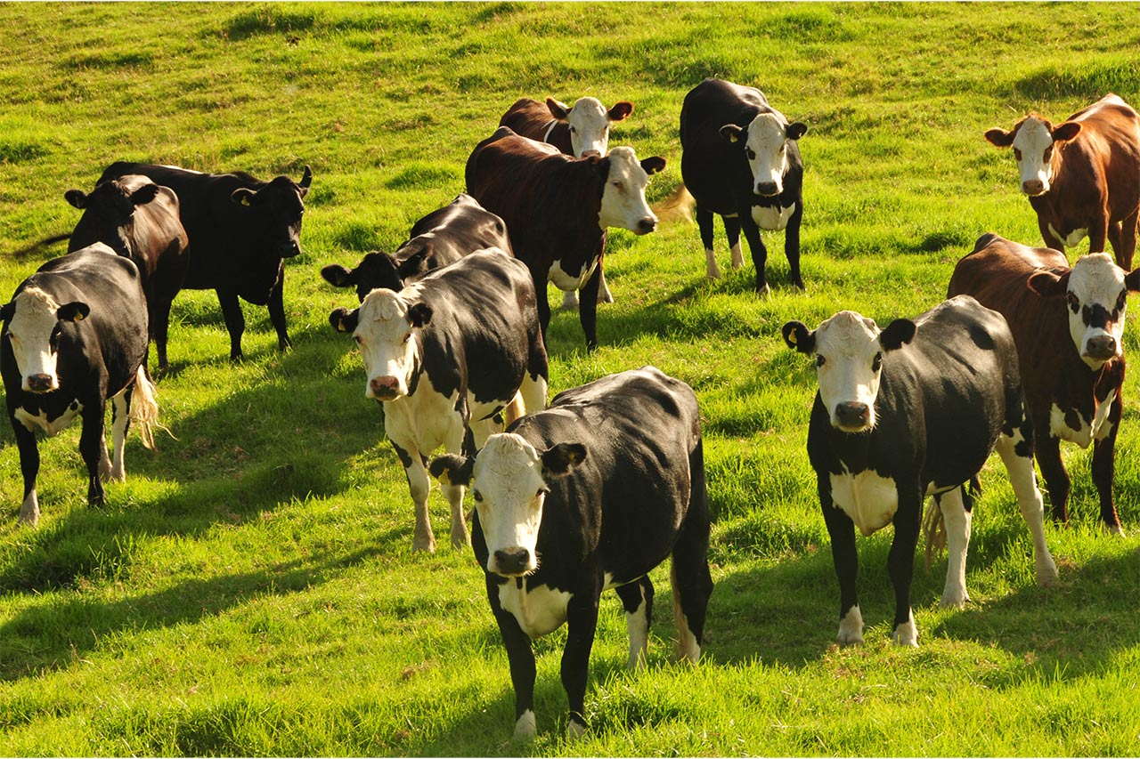 image of a herd of cows on a New Zealand Fam